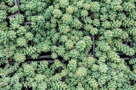 Sedum Dasyphyllum Major ‘corsican Stonecrop Well Rooted Succulent