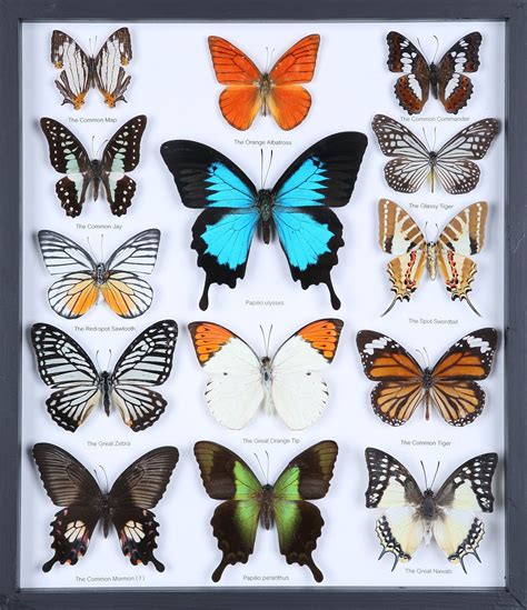 Real Butterfly Collection 3d Wall Frame Taxidermy Butterflies 340x29