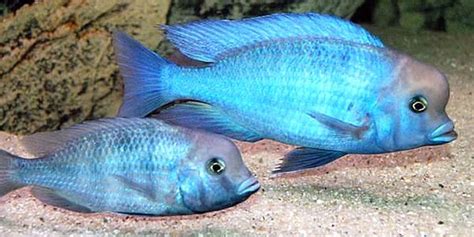 Blue Dolphin Cichlid Complete Guide To Care Breeding Tank Size And