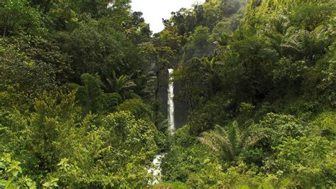 The six senses of the Ecuador rainforest - G Adventures