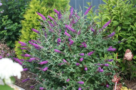 Space these butterfly bushes about 2 feet apart. Plants, Planting Advice and Information, Perennials ...