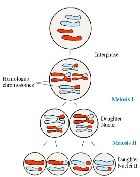 Which Type Of Cell Division Takes Place In A Sex Cell Quora Free Nude Porn Photos