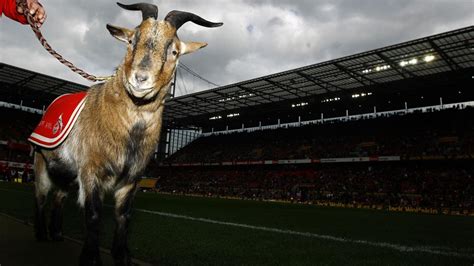 At the official season opening on 4th augst 2019, hennes ix was presented to the fc fans for the first time. Letzte Hoffnung: 1. FC Köln entlässt jetzt auch Geißbock ...