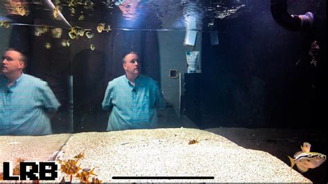 Aquarium Co Op 800 Gallon Freshwater Aquarium Youtube