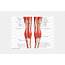 Anatomy Of The Back Knee  Slideshare