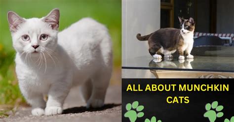 Munchkin Cat Breed Information Characteristics And Facts