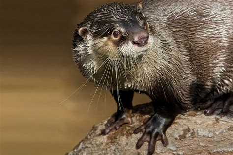 North American River Otters Fun Facts And Information Celestialpets