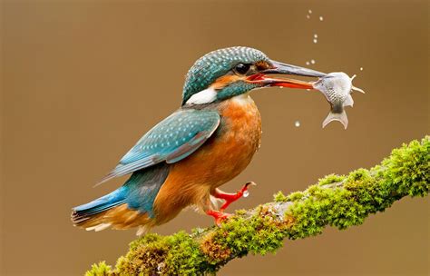 Common Kingfisher With Fish Kevin Elsby Colorful Birds Pet Birds
