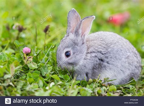 Cute Baby Rabbit Photos Hohomiche