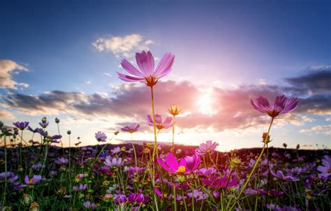 Best Time for Cosmos Blooming in Seoul 2020 - When to See - Rove.me