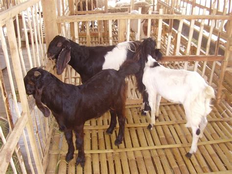 Kandang kambing portabel spesialis pembuat kandang kambing dan domba yg bisa dibongkar pasang (knock down) dengan. Foto Kandang Kambing Panggung