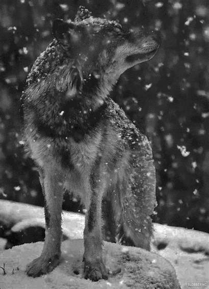 Wolf Gifs Animated Snow Wolves Animal Nature