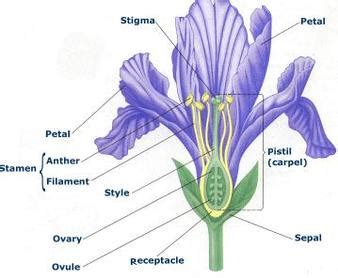 Called stamens, these reproductive organs are made up of two parts: Unit 6: Plant Form and Function - Mrs. Johnson's Site