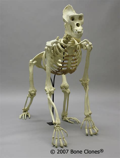 Bone Clones Lowland Gorilla Skeleton Male