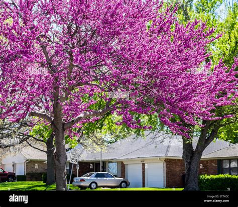 An Eastern Redbud Tree Cercis Canadensis In Spring Bloom The Redbud