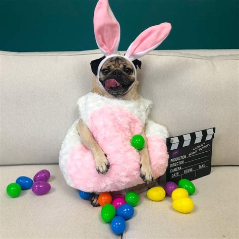 Doug The Pug Cadbury Easter Bunny Contest Super Cute