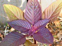 Maybe you would like to learn more about one of these? Amaranth Plant, Grain and Leaves - Growing Amaranth as Food