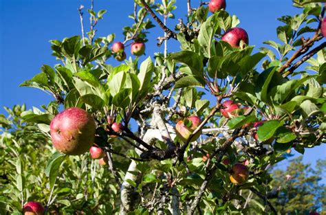 무료 이미지 사과 경치 나무 분기 성장 농장 과일 잎 과수원 여름 식품 봄 녹색 빨간 생기게 하다 색깔 자연스러운 상록수 신선한 식물학