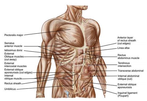 The transversus abdominis muscle is the deepest of the abdominal muscles, lying internally to the internal abdominal obliques. Anatomy of human abdominal muscles with labels — Stock ...