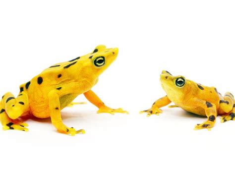 The Race To Protect Frogs From A Deadly Pathogen Gets A Much Needed