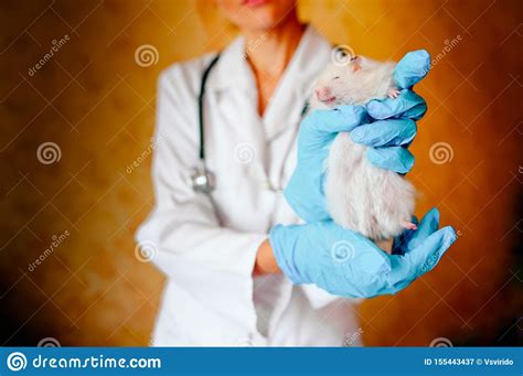 Man Holding Hamster On Arm Royalty Free Stock Photo