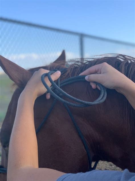 Silakan klik how to tell if your saddle fits | kate ballard, society of master saddlers untuk melihat artikel selengkapnya. How to Properly Tie a Rope Halter | Rope halter, Rope ...