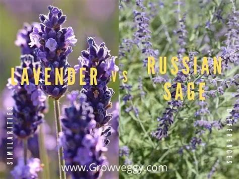 Russian Sage Vs Lavender Differences And Similarities Grow Veggy