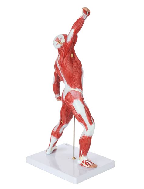 Buy Axis Scientific Miniature Muscular System Model 20 Human Muscles
