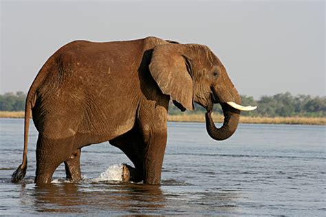 African Elephant Cooling Off In The Zambezi River Zambia Goway