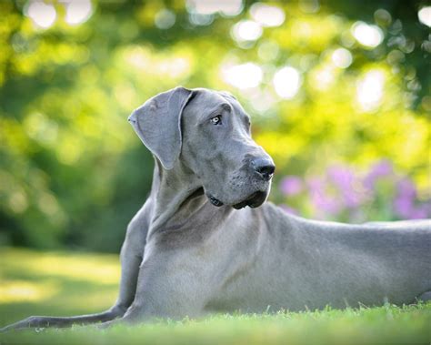 How Much Exercise Does A Great Dane Need