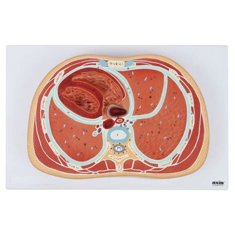 Axis Scientific Anatomy Model Of Abdominal Cross Section At T6 Offers