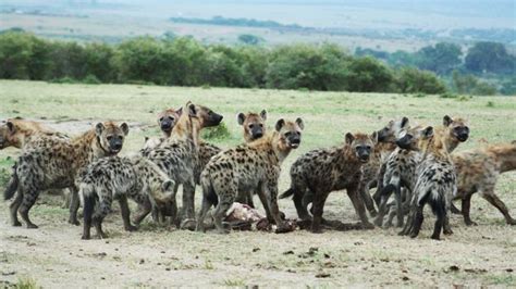 Bbc Earth Powerful Female Hyenas Say Hello With Their Genitals