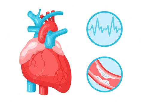 Premium Vector Heart Human Anatomical And Cardiovascular System