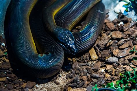 White Lipped Python Care Guide Habitat Diet Facts Reptile Craze