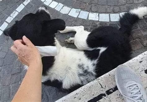 Cane Legato Per Le Zampe Ad Un Albero In Piazza E Abbandonato La