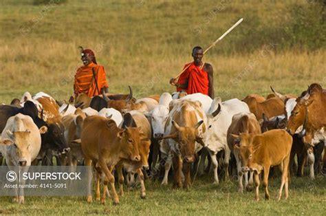 Masai Morans Warriors Herding Thier Cattle Masai Mara Kenya