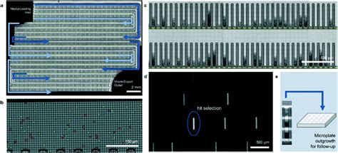 High Throughput Optofluidic Screening For Improved Microbial Cell