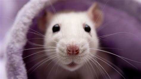 Rats Facts About These Thin Tailed Medium Size Rodents Live Science