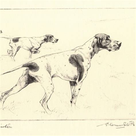 1942 Antique Pointer Print Wall Art Decor Hunting Dog Art Etsy