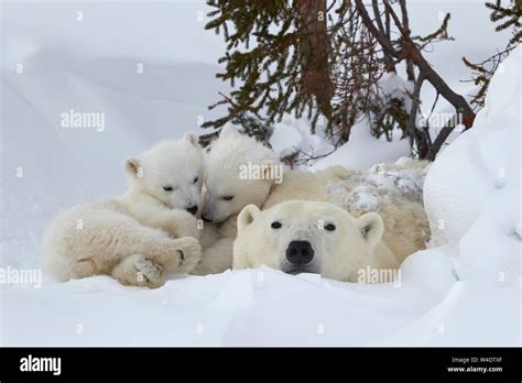 Polar Bears Ursus Maritimus Mother Animal With Two Newborn Animals