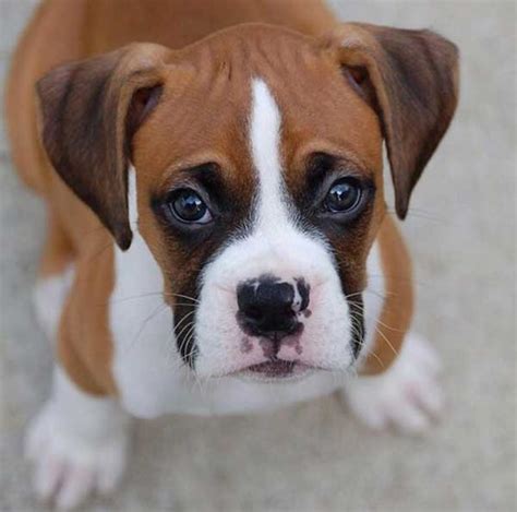 Cutest Boxer Dog In The World Photos All Recommendation