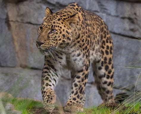 Amur Leopard San Diego Zoo