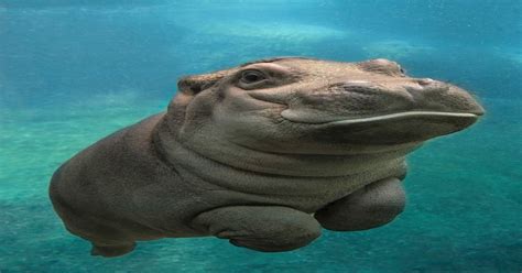 Baby Hippo Has A Smile For You Eyebleach