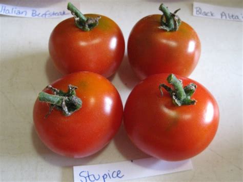 Tomato Stupice Seeds Certified Organic Garden Hoard