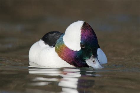 Rainbow Duck Male Bufflehead In Perfect Light December 2019