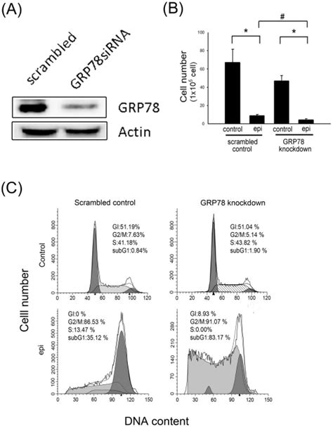 a analysis of grp78 expression in the scrambled and grp78 knockdown download scientific