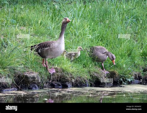 A goose couple inspects the area before stepping into the water with