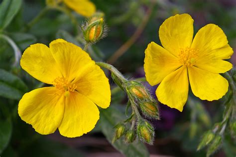 5 Petal Yellow Wildflower Best Flower Site