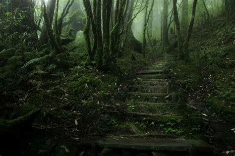 Amazing Photos Of 20 Mysterious Forests From Around The World