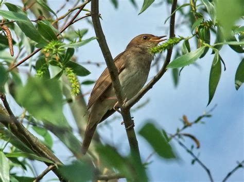 Common Nightingale Luscinia Megarhynchos Singing Tour Bird Watching